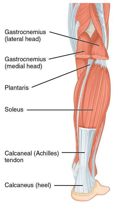 Achilles injuries prevention